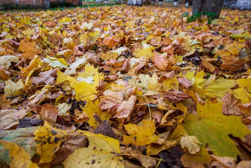Hoe houd ik al dat herfstgebladerte in bedwang?